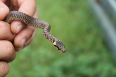 Mladi Smuk podsjeća na Bjeloušku